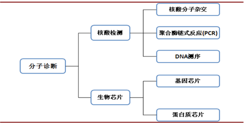 分子诊断:解读基因的秘密
